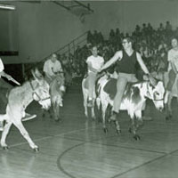 A donkey basketball game at CBU, circa 1971
